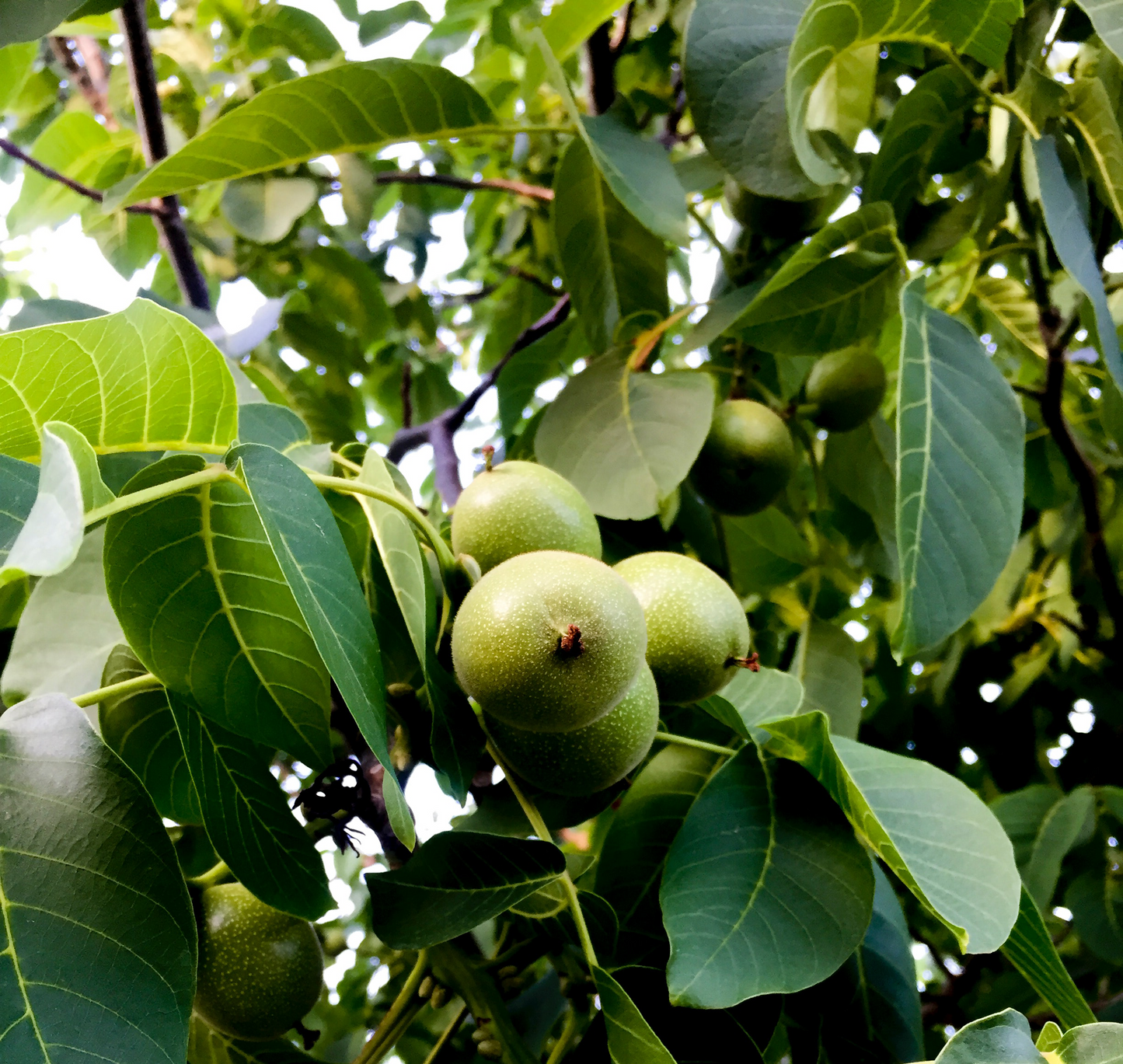 BIO Walnuss natur - Bruch