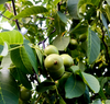 Grüne Walnüsse am Walnussbaum im regionalen Bio-Anbau in Österreich, natürliche Herkunft der Walnüsse von Awesome Nuts