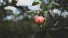 Cashewfrucht mit Kern am Baum im Anbaugebiet Westafrika